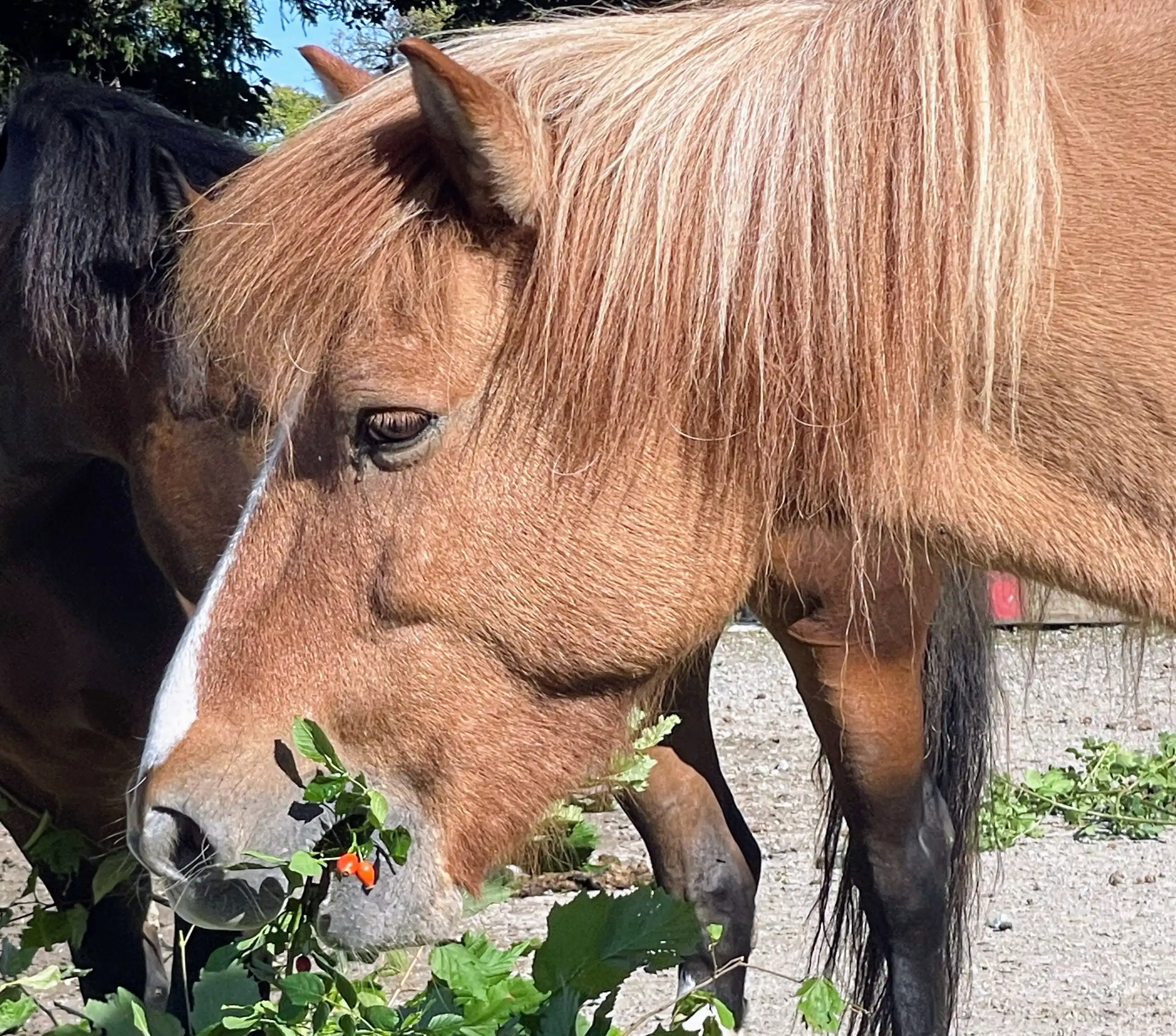 Pferd frisst frische Äste