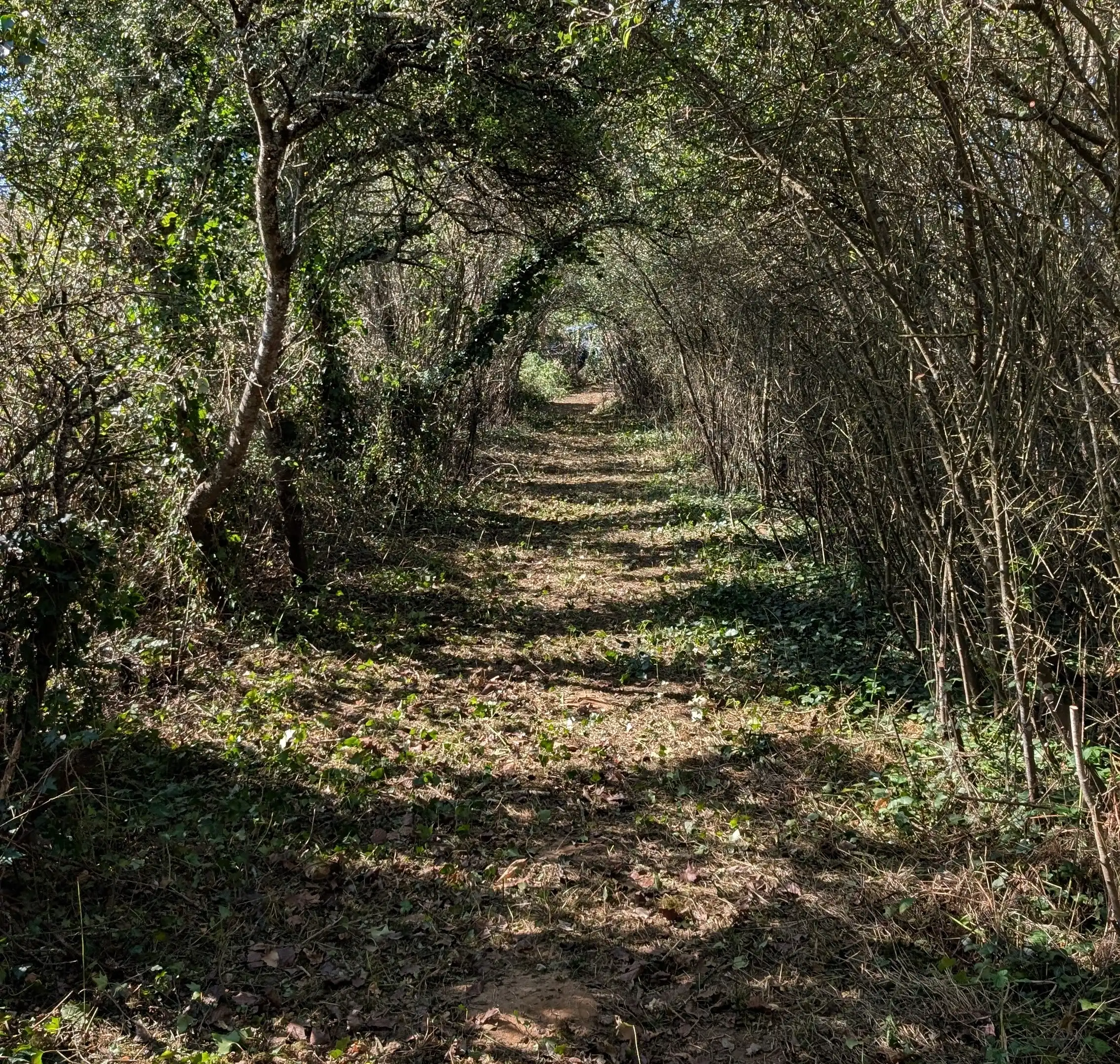 Trail durch das Gehölz